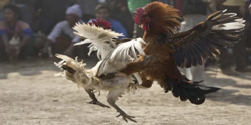 đá gà cựa sắt