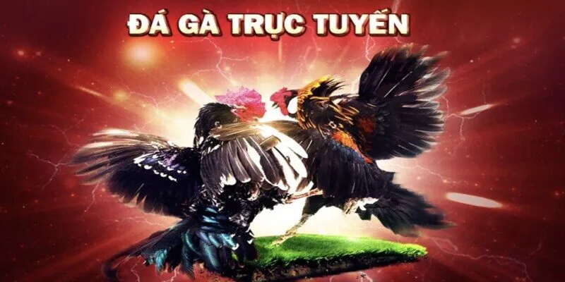 Đôi nét cơ bản về đá gà trực tuyến