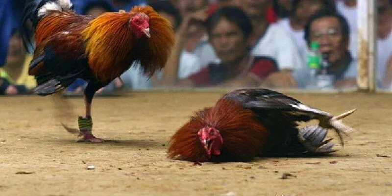 Khái niệm đá gà trực tiếp