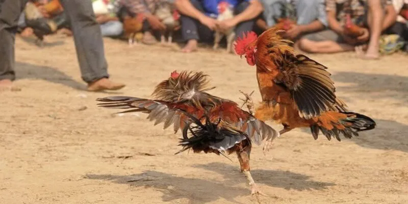 Lịch đá gà hôm nay là yếu tố rất quan trọng để khả năng nâng cao chiến thắng